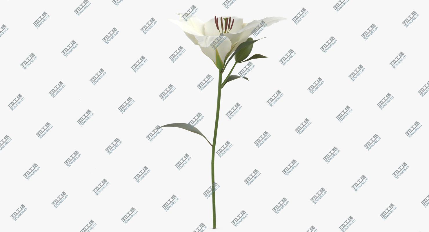 images/goods_img/2021040163/Lilium - White 3D model/4.jpg